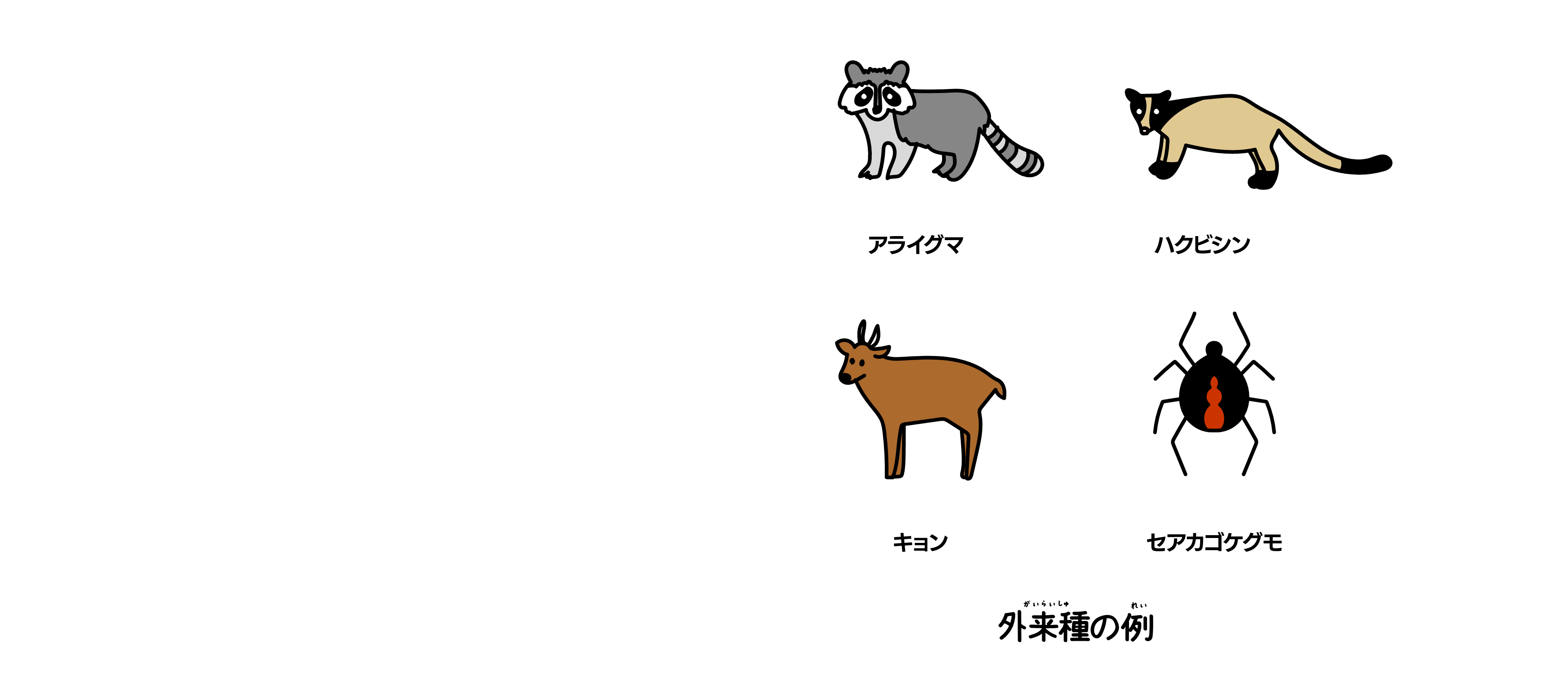外来種の例（アライグマ・ハクビシン・キョン・セアカゴケグモ）