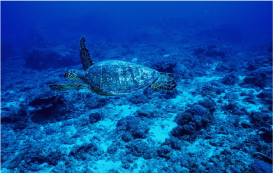 Sea turtles are swimming in the blue ocean.