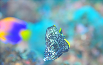 The wrought iron butterflyfish, a species native to Japan, is swimming in the ocean.