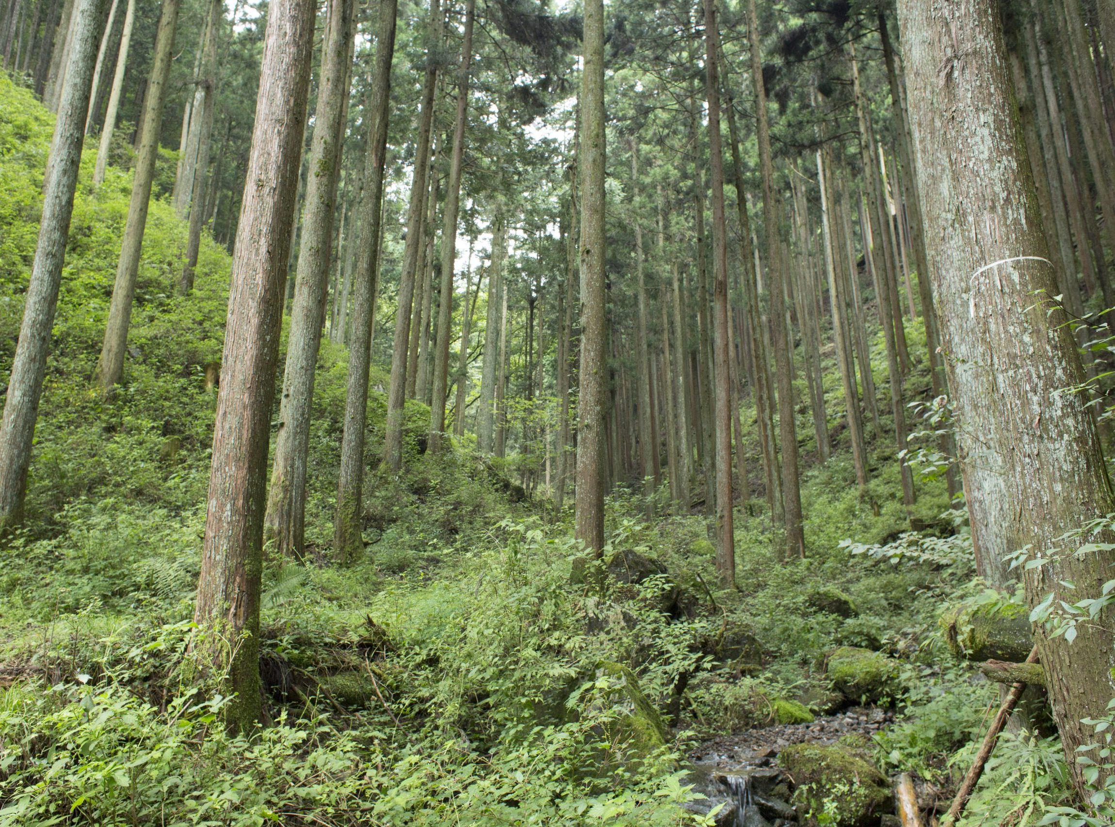 青梅上成木